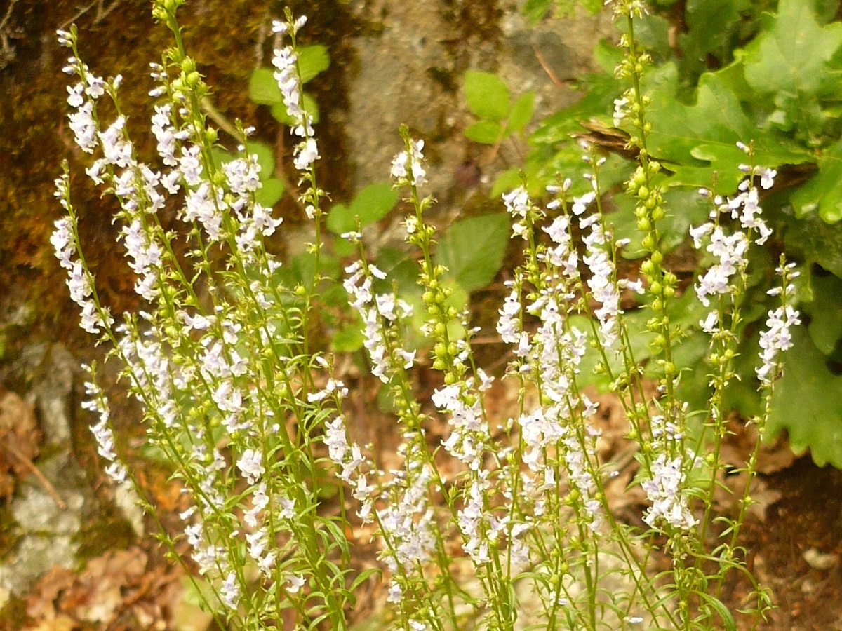 Anarrhinum bellidifolium (Plantaginaceae)